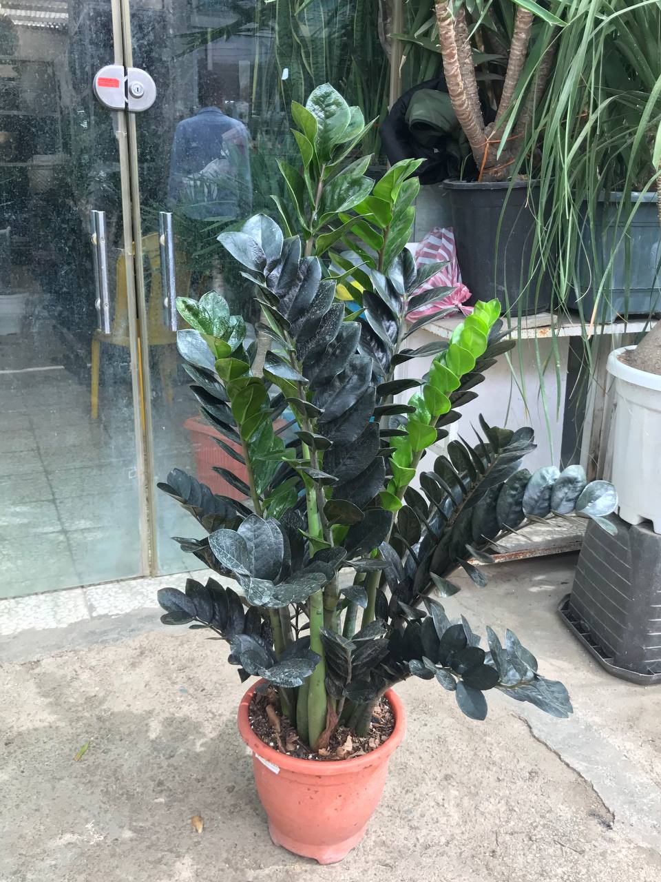 زاموفیلیا سوپر بلک با کود رایگان