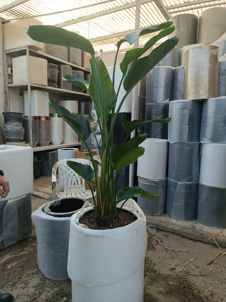 نخل نیکولای